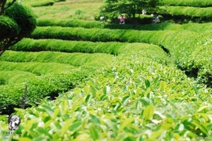 mặt nạ innisfree có tốt không