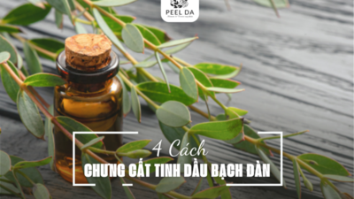 4 CÁCH CHƯNG CẤT TINH DẦU BẠCH ĐÀN