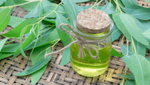 Cách chưng cất tinh dầu bạch đàn - Cách chưng cất